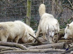 Tiergarten Schönbrunn am 24.02.2026
